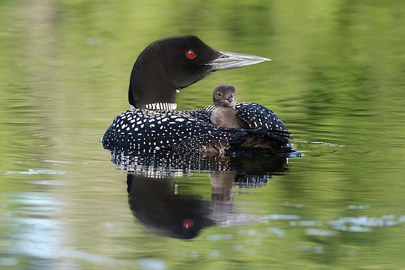 Common Loon Chick Riding on Parent's Back