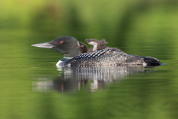 A week-old Common Loon chick rides on its mother's back - Ontari