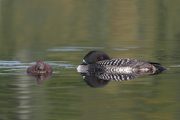 Common Loon (Gavia immer) and Baby - Haliburton, Ontario, Canada