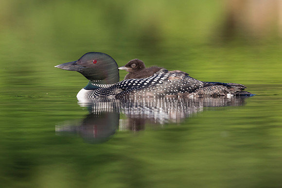 A week-old Common Loon chick rides on its mother's back - Ontari