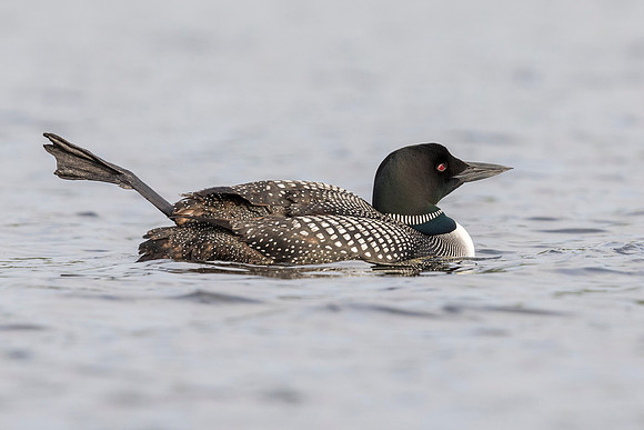 A Common Loon wags its leg in the air to help regulate its body