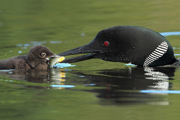Common Loon Feeding a Sunfish to its Young Chick