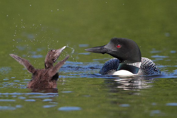 Common Loon (Gavia immer) and Baby - Haliburton, Ontario, Canada