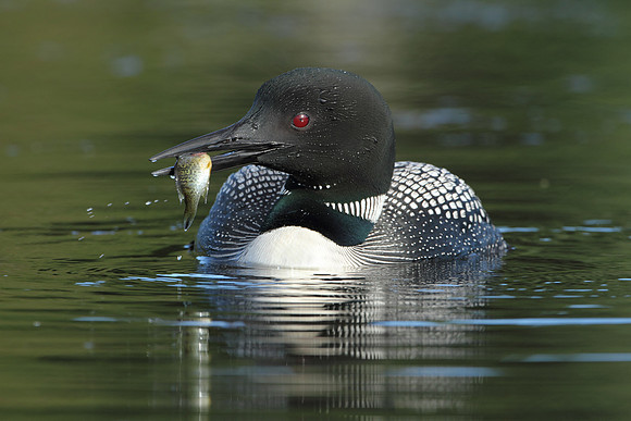Common Loon (Gavia immer) with a Fish in its Beak