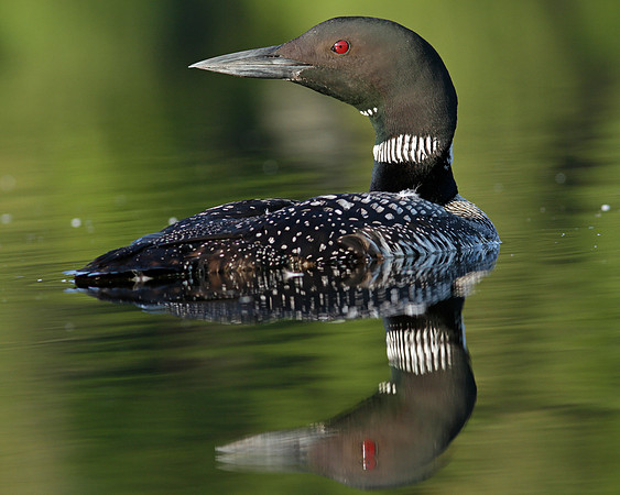 Common Loon (Gavia immer)