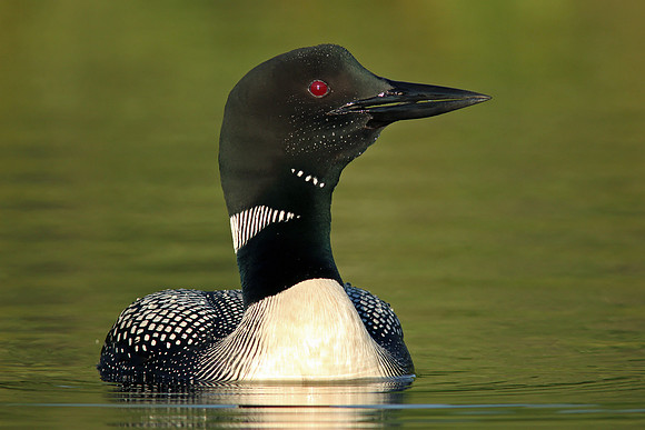 Common Loon (Gavia immer)