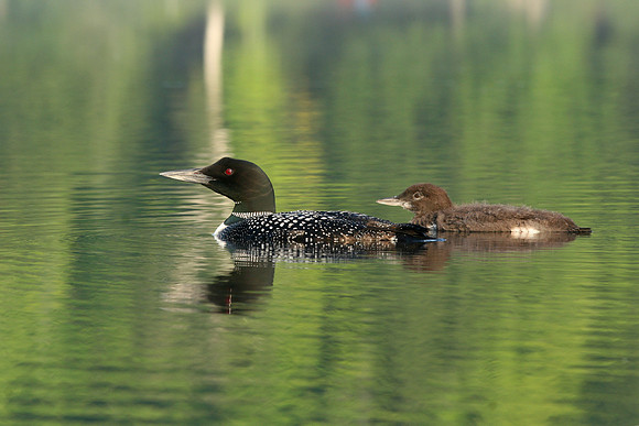 Common Loon (Gavia immer) with Chick