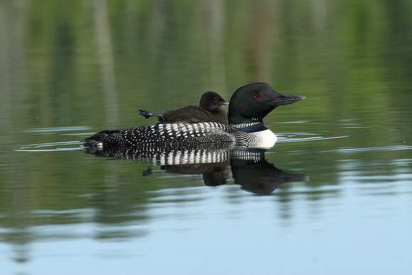 Common Loon (Gavia immer) with Chick
