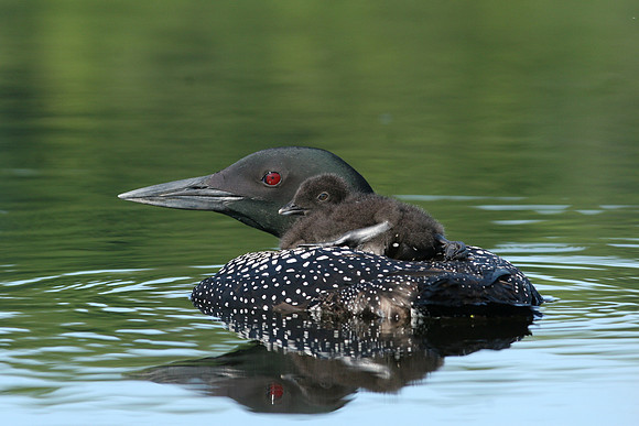 Loons 8053