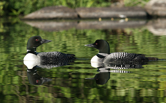 Stock Loons 5939