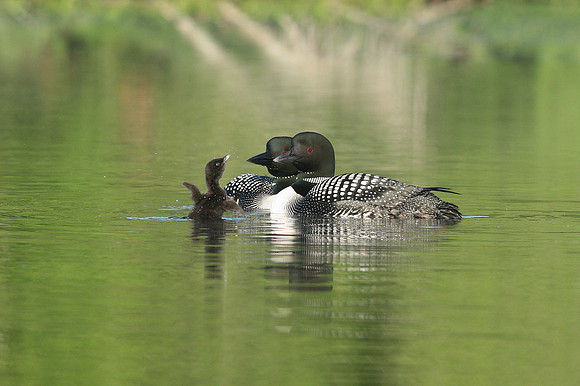 Common Loon (Gavia immer) with Chick