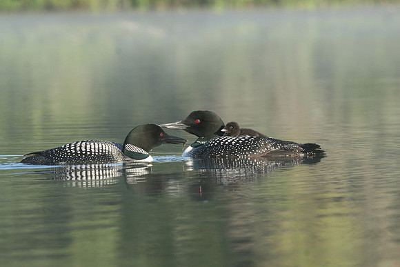 Common Loon (Gavia immer) with Chick