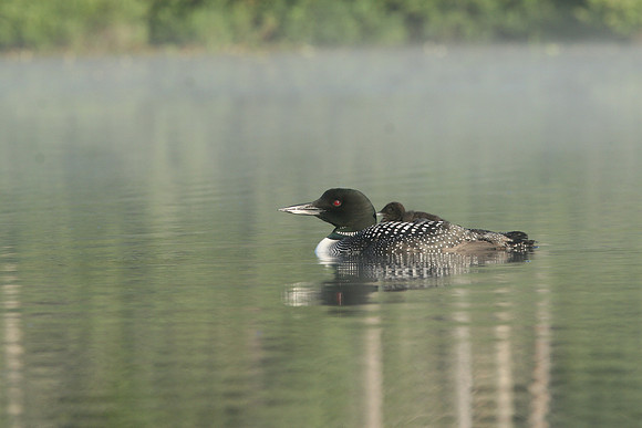 Common Loon (Gavia immer) with Chick