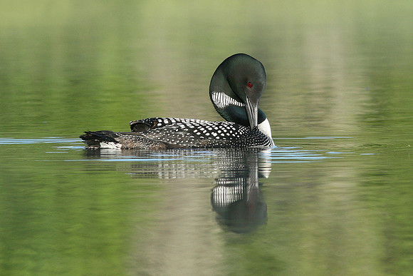 Common Loon (Gavia immer) with Chick