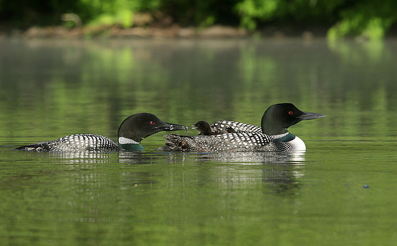 Common Loon Being Fed a Fish on Mom's Back