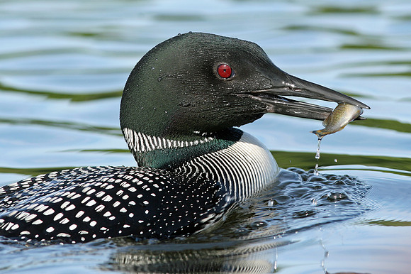 Loon fishing