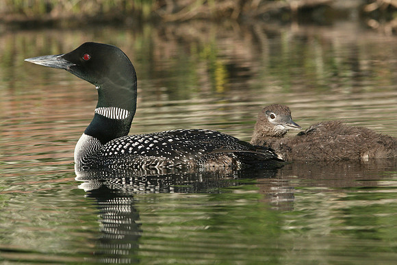 Common Loon (Gavia immer) with Chick