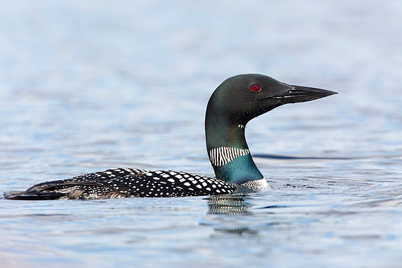 Common Loon on a Canadian Lake