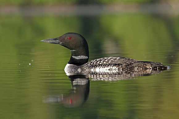 Common Loon and Reflection