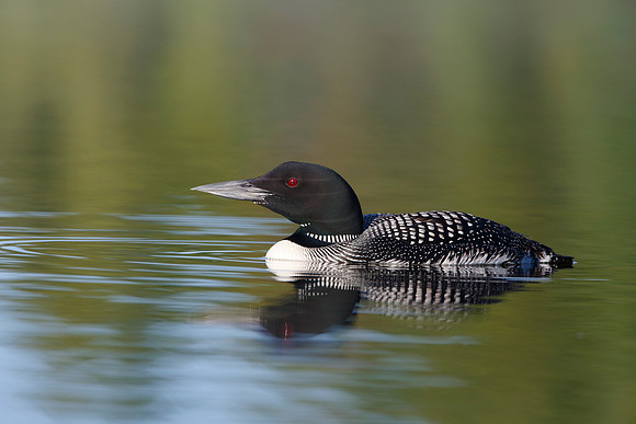 Common Loon in Summer
