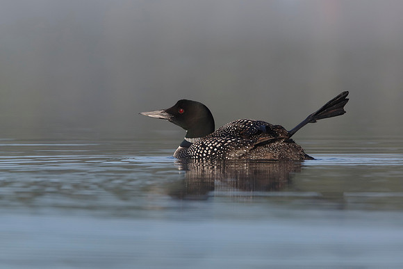 Common Loon Stretching its Leg