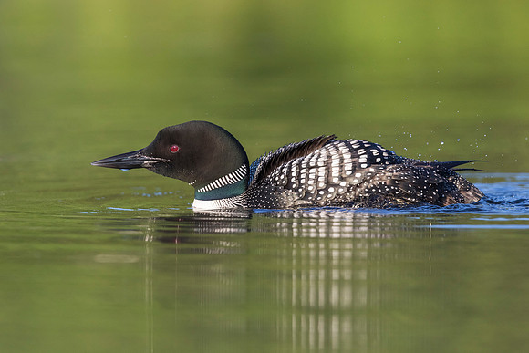 Common Loon ruffling its feathers after preening - Ontario, Cana