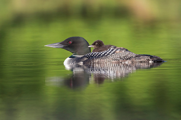 A week-old Common Loon chick rides on its mother's back - Ontari
