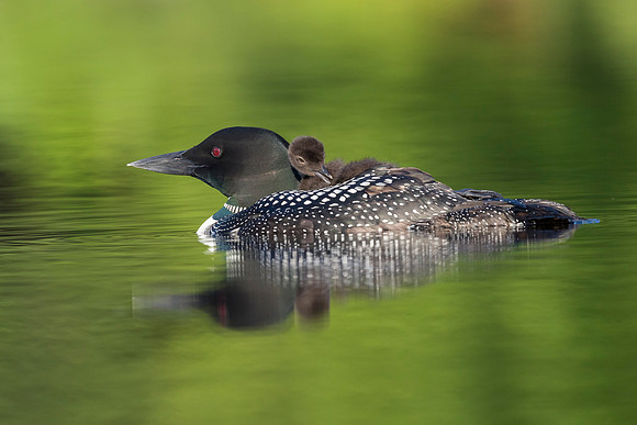 A week-old Common Loon chick preens its feathers while riding on