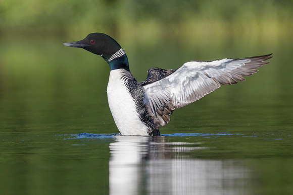 A Common Loon flapping its wings to dry them after preening in a
