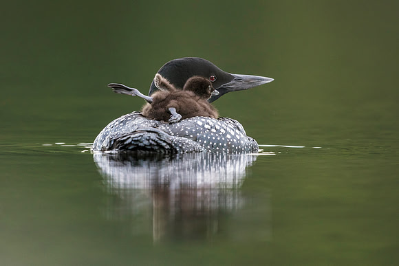 A week-old Common Loon chick stretches its legs and wings while