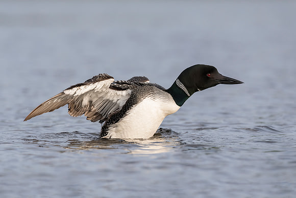 A Common Loon flapping its wings to dry them after preening in a
