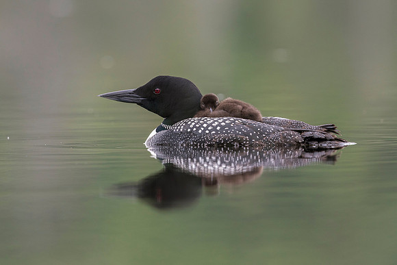 A week-old Common Loon chick rides on its mother's back - Ontari