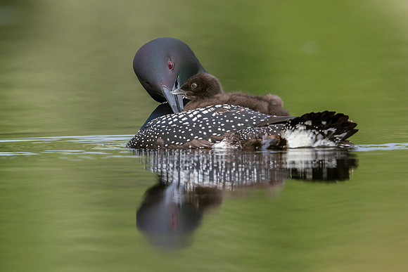 A week-old Common Loon chick rides on its mother's back while sh