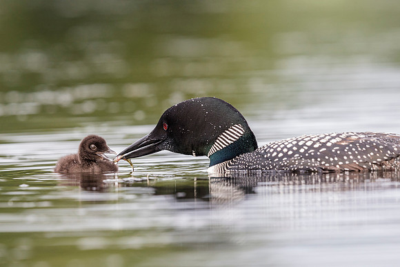 A Common Loon brings a fish to its week-old baby - Haliburton Hi