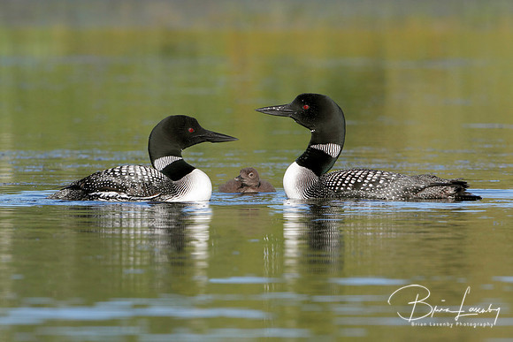 Pair of Common Loons Keeping Watch Over Their Baby