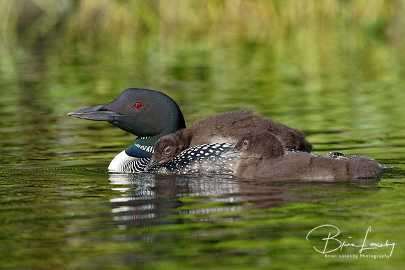 Common Loon Chick Riding on Parent's Back with Sibling Swimming