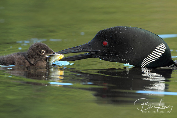 Common Loon Feeding a Sunfish to its Young Chick