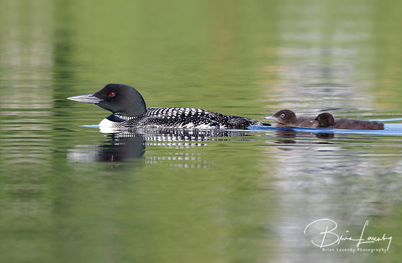 Loon with two chicks
