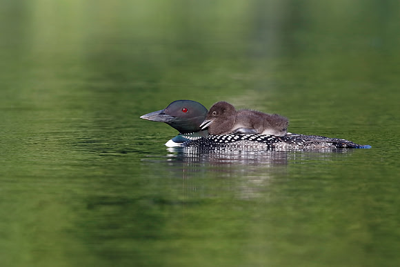 Common Loon Chick Riding on Parent's Back