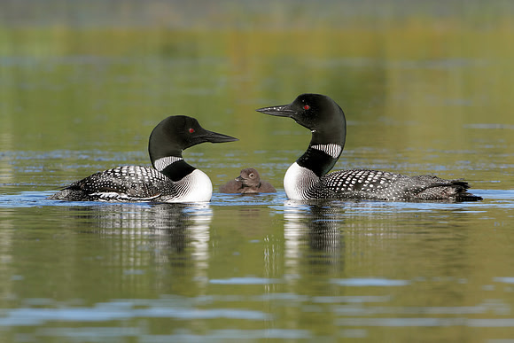 Pair of Common Loons Keeping Watch Over Their Baby