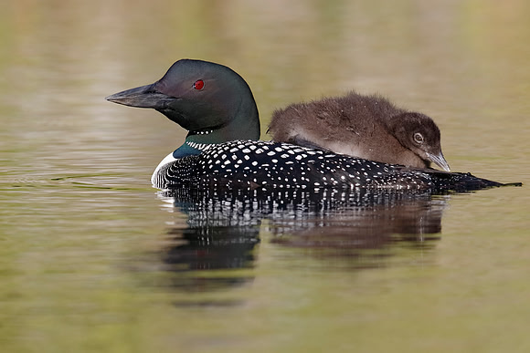 Common Loon Chick Riding on Parent's Back