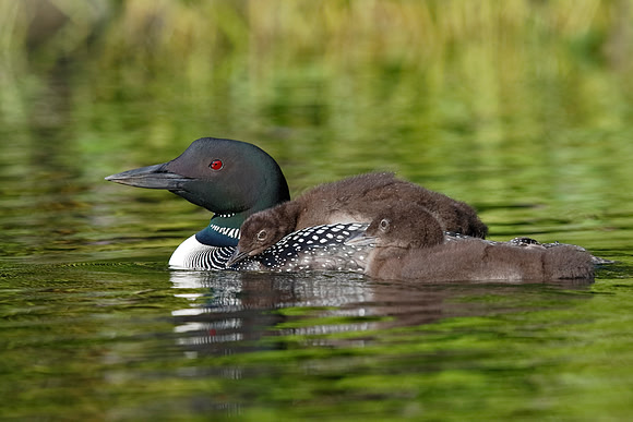 Common Loon Chick Riding on Parent's Back with Sibling Swimming
