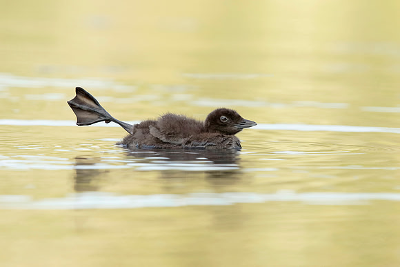 Common Loon Chick Stretching Its Leg