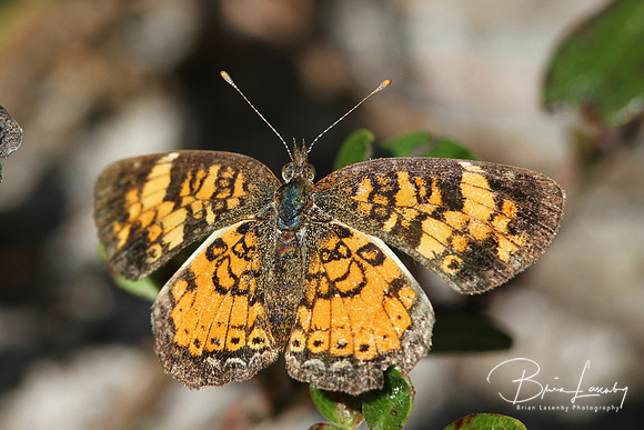Pearly Crescentspot