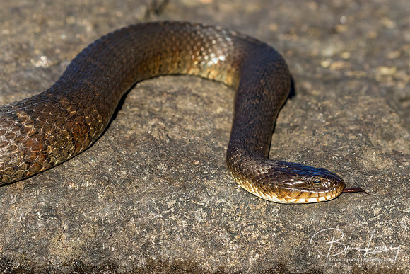 Northern Water Snake (Nerodia sipedon sipedon) flicking its tong