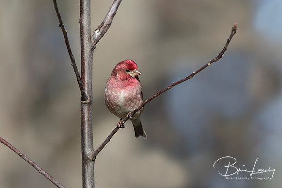 Male Purple Finch perched on a Tree Branch in Spring