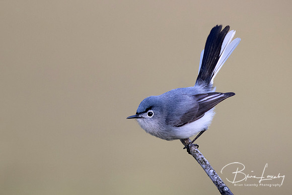 Blue-gray Gnatcatcher