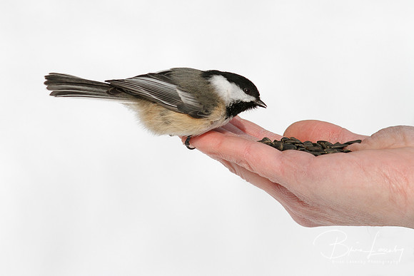 Black-capped Chickadee Eating Seeds From a Hand