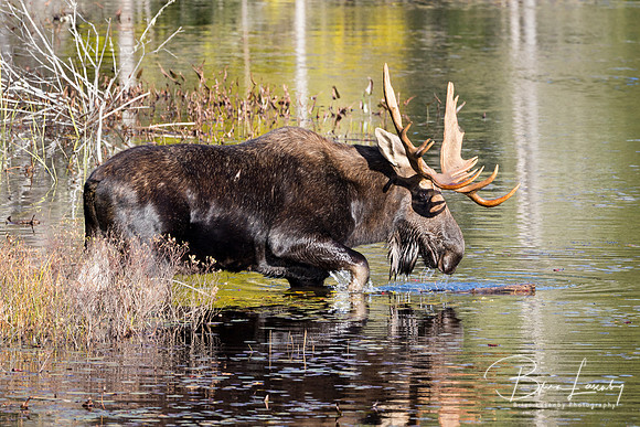 Large Bull Moose Foraging at the Edge of a Lake in Autumn