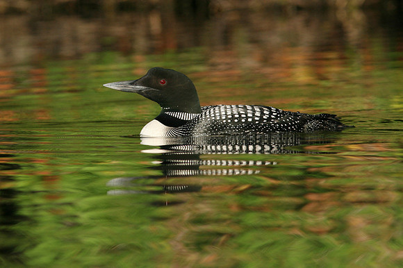 Common Loon (Gavia immer) - late summer